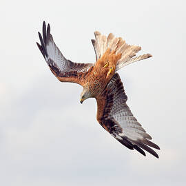 Milvus Milvus by Grant Glendinning