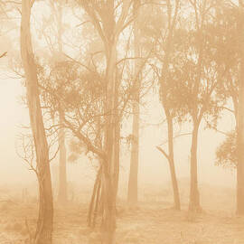 Misty woods by Jorgo Photography