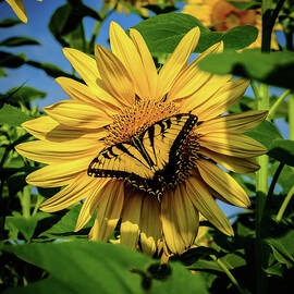 Male Eastern tiger swallowtail - Papilio glaucus and Sunflower by Louis Dallara
