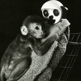 Mating Snow Monkeys Jigsaw Puzzle by Akira Uchiyama - Science