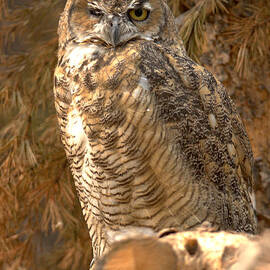 Montana Great Horned Owl by Adam Jewell