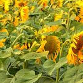 Montana Sunflower Field by Adam Jewell