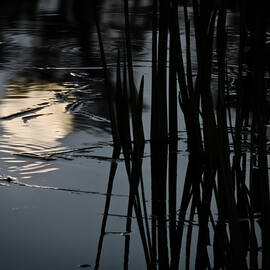 Moonlight Reflections by Steven Sparks
