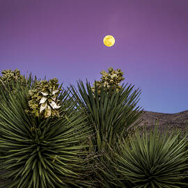 Moonrise over Joshua Tree by Jean Noren