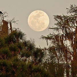 Moonrise Over Southern Pines by Steven Sparks