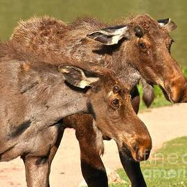 Moose by Adam Jewell