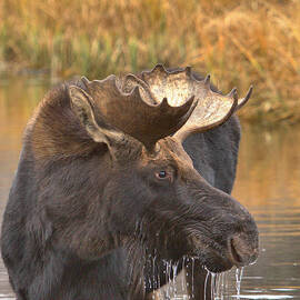 Moose Drool In The Wetlands by Adam Jewell