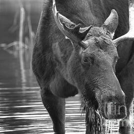 Moose Face Black And White by Adam Jewell