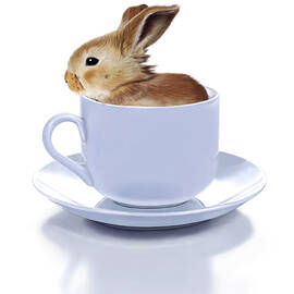 Morning Bunny by Bob Nolin