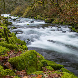 Mossy Autumn by Russell Wells