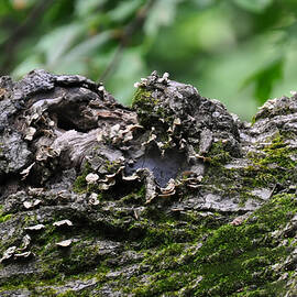 mossy tree knot by Flees Photos
