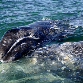 Mother Grey Whale and baby calf by David Shuler