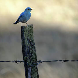 Mountain Bluebird on Wood Fence Post by Mary Lee Dereske
