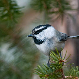 Mountain Chickadee and Pine Boughs  by Cascade Colors