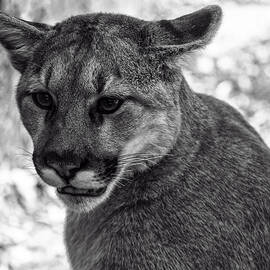Mountain Lion BW by Flees Photos