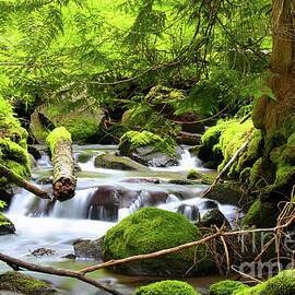 Mountain Stream in the Pacific Northwest by Bruce Block