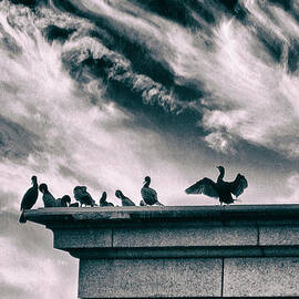 Cormorant's Cry by Jessica Jenney