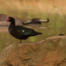 muscovy duck by Flees Photos