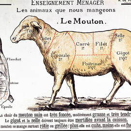 Mutton by French School