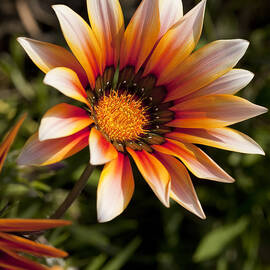 Natural Beauty by Kelley King