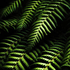 Nature in minimalism by Jorgo Photography