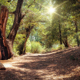 Nature Trail by Alison Frank