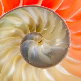 Nautilus Beauty by Jean Noren