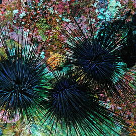 Needle Sea Urchin by Sami Sarkis Photography