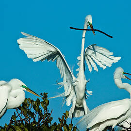 Nest Building by Louis Dallara