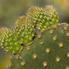 New Growth by Kelley King