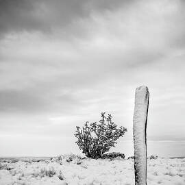 New Mexico Fence Post in Winter  in Black and White by Mary Lee Dereske