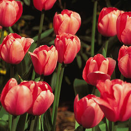 New York, Tulips by Allan Seiden - Printscapes
