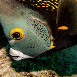 Nibbling French Angel Fish by Jean Noren