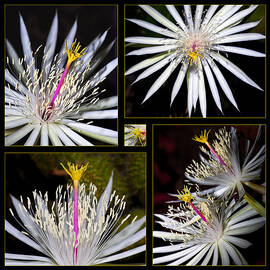 Night Blooming Cactus Flower by Kelley King