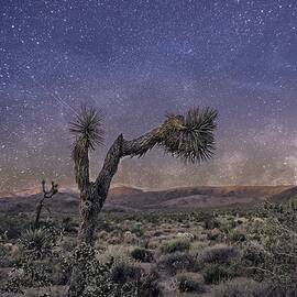 Night Sky by Alison Frank