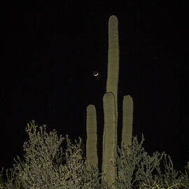 Night Time in the Desert by Jean Noren