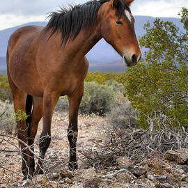 Nopah Mountains Wild Horse by Adam Jewell