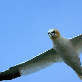 Northern Gannet flying through blue skies by Sami Sarkis Photography