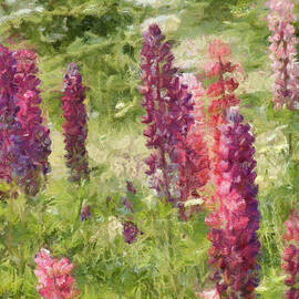 Nova Scotia Lupine Flowers by Jeffrey Kolker