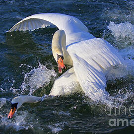 Nuptial Dance 2 by Tatiana Travelways