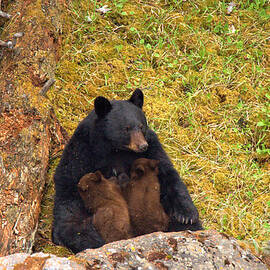 Nursing Black Bear Sow by Adam Jewell
