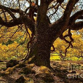 Oak Alley Historic Oak Tree by Adam Jewell