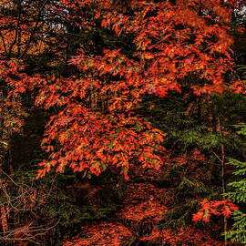 Oak On The Rocks by Dale Kauzlaric