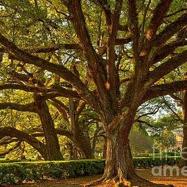 Oaks Filling The Skies by Adam Jewell