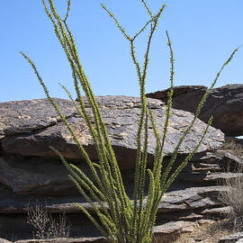 Ocotillo of Desert Southwest by Kelley King