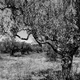Olive trees in Italy  by AM FineArtPrints