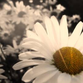 One Daisy Stands Out From The Bunch by Duluth To Door County Photography