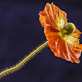 Open Orange Poppy by Jean Noren