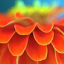 Orange common zinnia by Sami Sarkis Photography