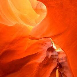 Orange Delight by Adam Jewell